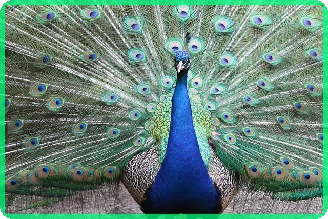 갤럭시 A36 5G 2025 효도폰, 왜 주목해야 할까